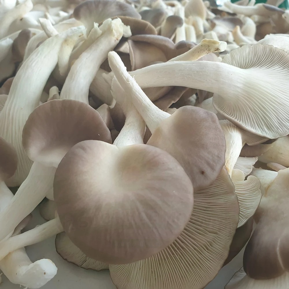 (HỘ KINH DOANH) GAMDANÂU